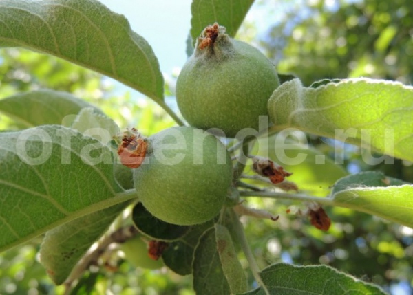 Осыпаются яблоки — подкормите дерево